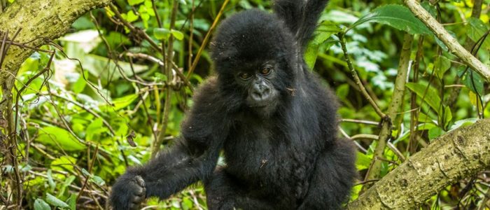 3 days fly bwindi gorilla safari