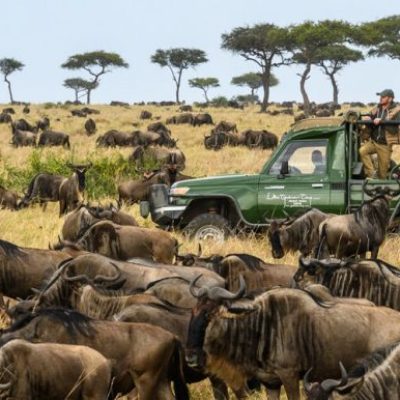 Kenya Safaris Wildlife viewing on Kenya Safari
