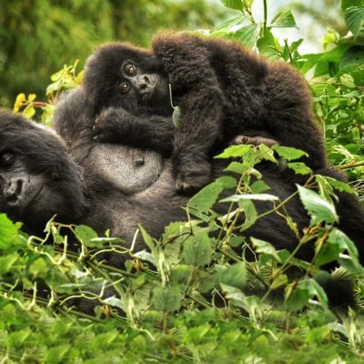 primate safaris gorilla and chimpanzee safari