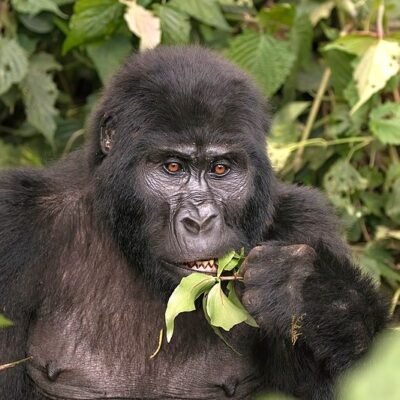 Gorilla in the Wild
