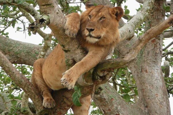 wildcruisesafaris uganda (15) wildcruisesafaris uganda (15)