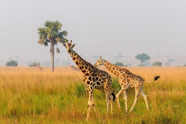 wildcruisesafaris uganda (23) wildcruisesafaris uganda (23)