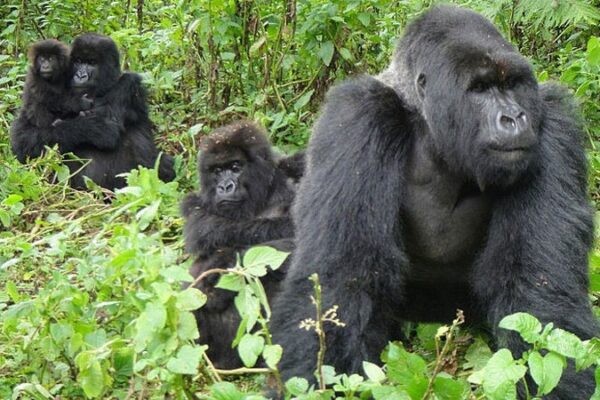 wildcruisesafaris uganda (4) wildcruisesafaris uganda (4)