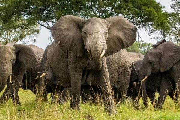 wildcruisesafaris uganda (8) wildcruisesafaris uganda (8)
